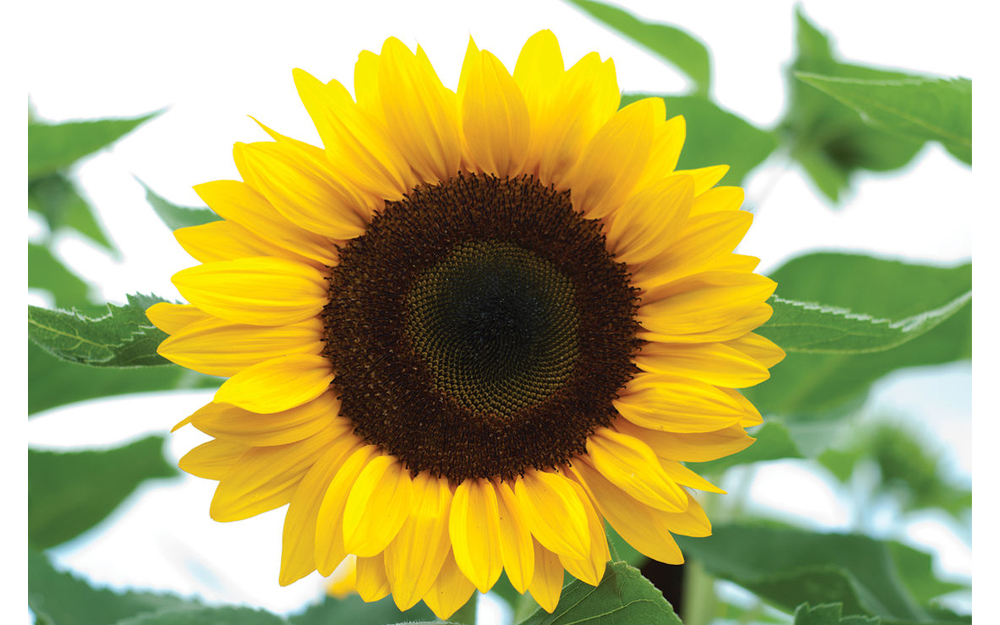 Sun flower-image-3