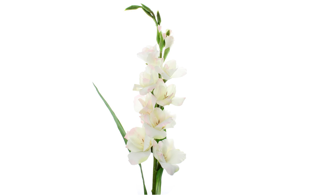 Gladiolus - White Prosperity-image-3