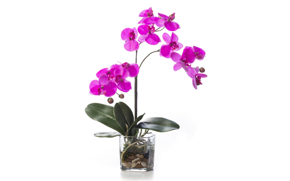 Orchid-image-3