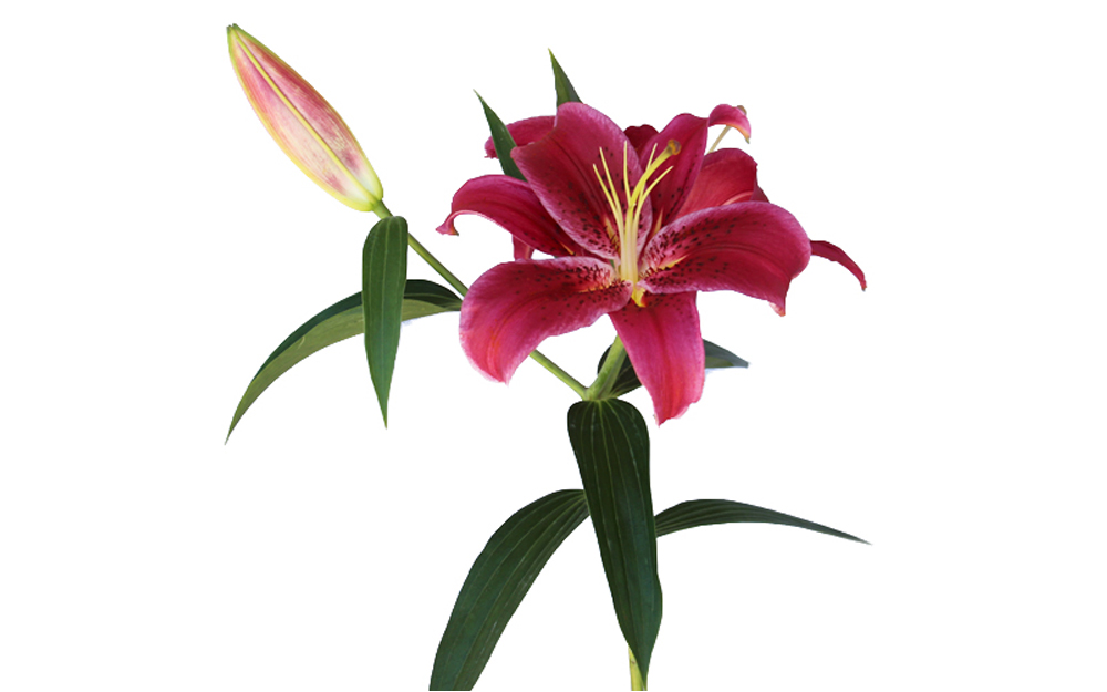 Oriental Lily-image-3