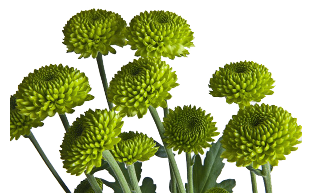 Mini Chrysanthemum-image-3
